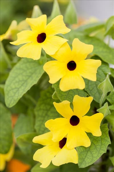 Thunbergia alata 'Lemon Star'