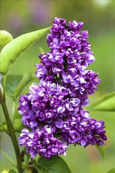 Syringa vulgaris 'Charles Joly'
