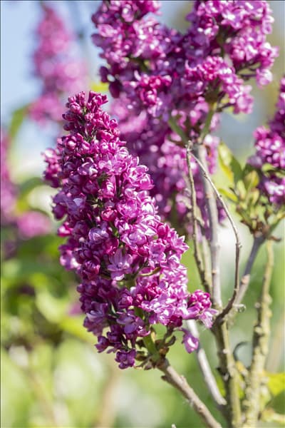 Syringa vulgaris 'Charles Joly'