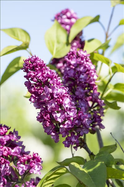 Syringa vulgaris 'Charles Joly'