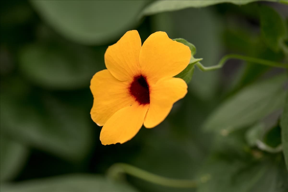 Thunbergia alata 'Sunny Susy'