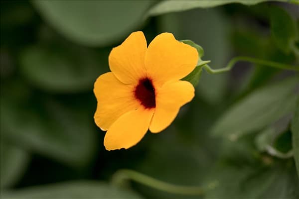 Thunbergia alata 'Sunny Susy'