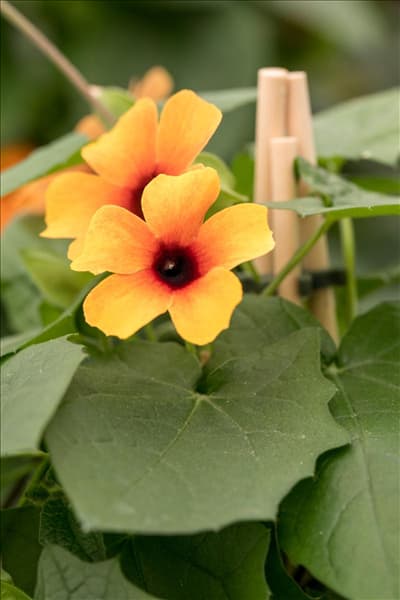 Thunbergia alata 'Sunny Susy'