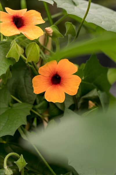Thunbergia alata 'Sunny Susy'