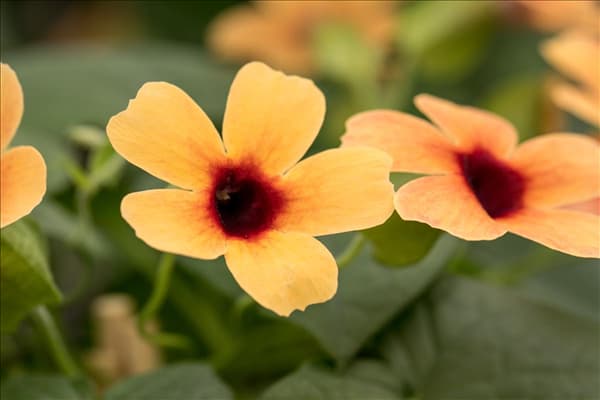 Thunbergia alata 'Sunny Susy'