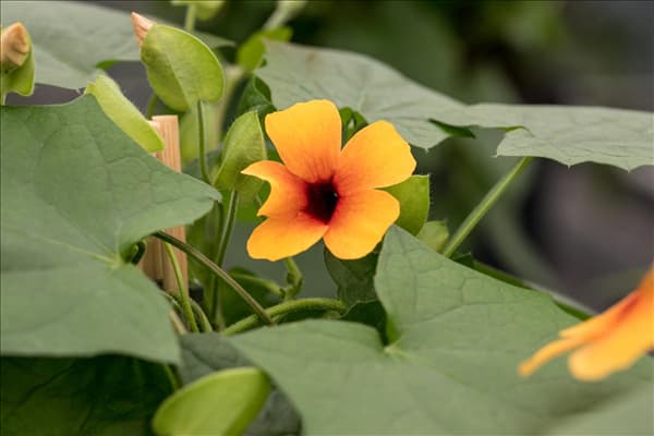 Thunbergia alata 'Sunny Susy'