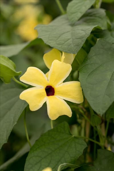 Thunbergia alata 'Sunny Susy'