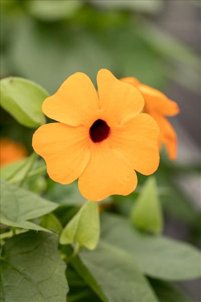 Thunbergia alata 'Sunny Susy'