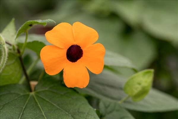 Thunbergia alata 'Sunny Susy'