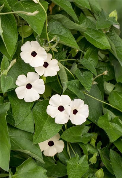 Thunbergia alata 'Sunny Susy'