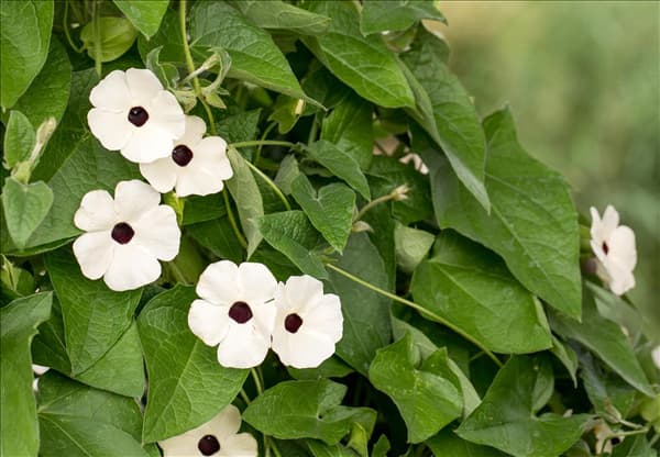 Thunbergia alata 'Sunny Susy'