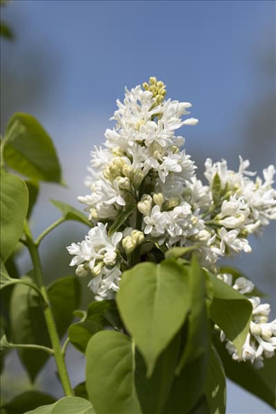 Syringa vulgaris 'Mme Lemoine'