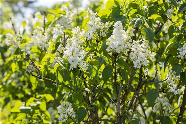 Syringa vulgaris 'Mme Lemoine'