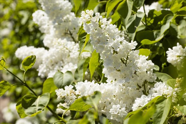 Syringa vulgaris 'Mme Lemoine'