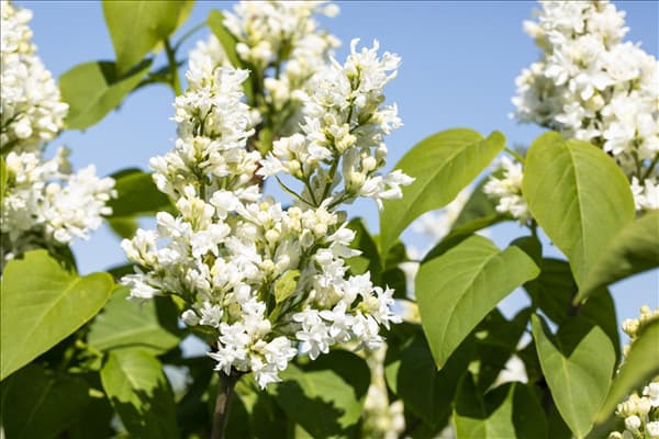 Syringa vulgaris 'Mme Lemoine'
