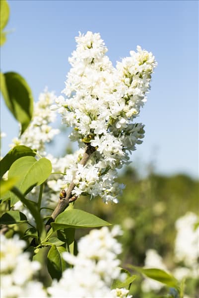 Syringa vulgaris 'Mme Lemoine'