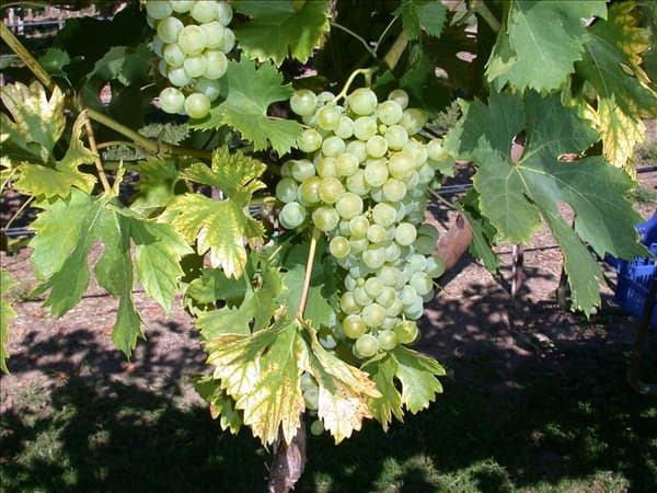 Vitis vinifera 'Fanny'(s)