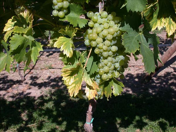 Vitis vinifera 'Fanny'(s)