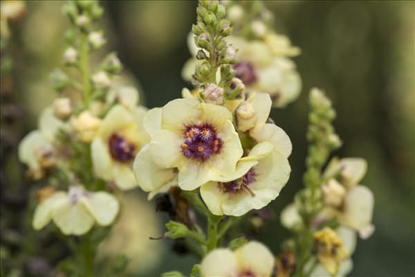 Verbascum 'Dark Eyes'
