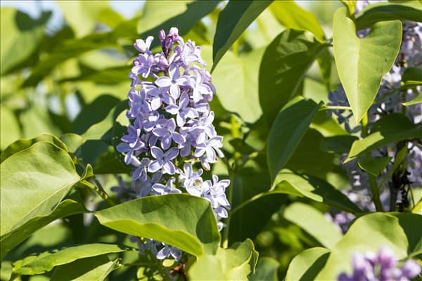 Syringa vulgaris 'President Lincoln'