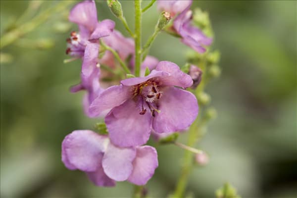 Verbascum