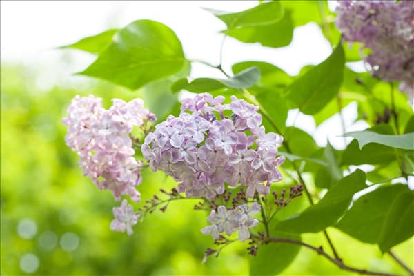 Syringa vulgaris