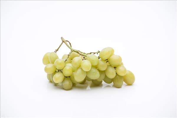 Vitis vinifera