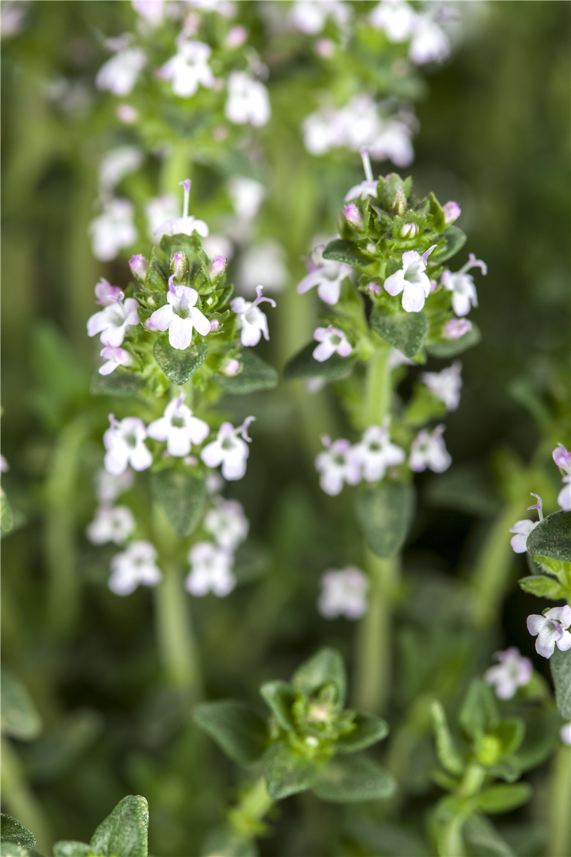 Thymus vulgaris