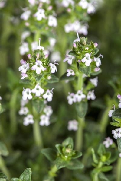 Thymus vulgaris