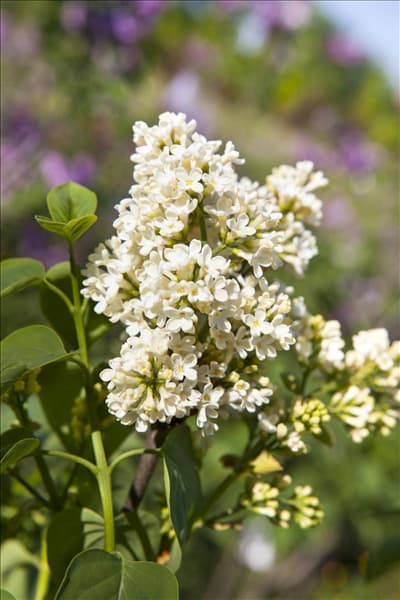 Syringa vulgaris, weiß