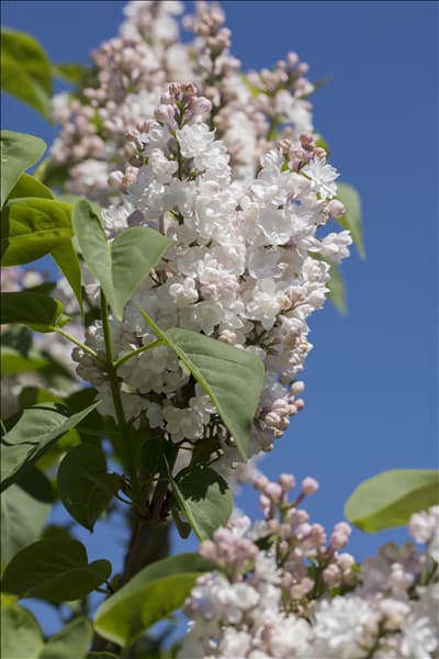 Syringa vulgaris, weiß
