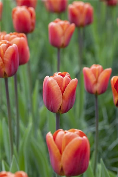 Tulipa 'Brown Sugar'