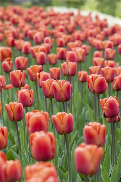 Tulipa 'Brown Sugar'