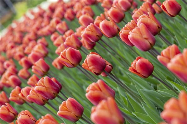 Tulipa 'Brown Sugar'