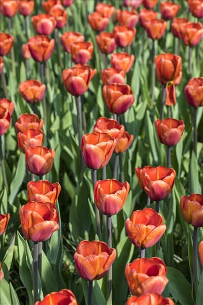 Tulipa 'Brown Sugar'