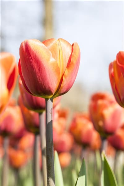 Tulipa 'Brown Sugar'