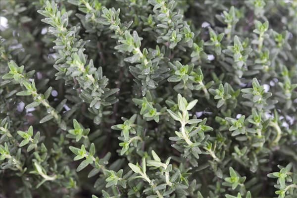 Thymus vulgaris