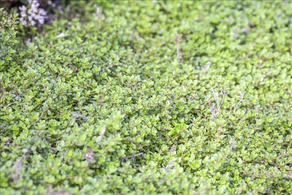 Thymus vulgaris