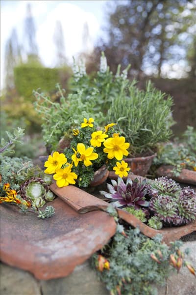 Bidens