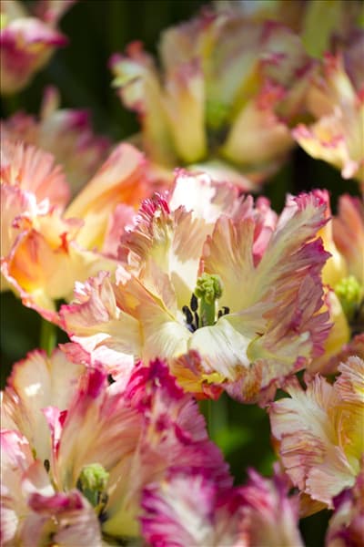 Tulipa 'Caribbean Parrot'