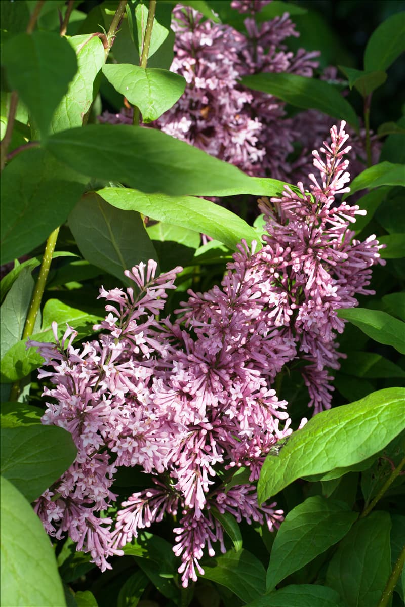 Syringa x prestoniae 'James Macfarlane'