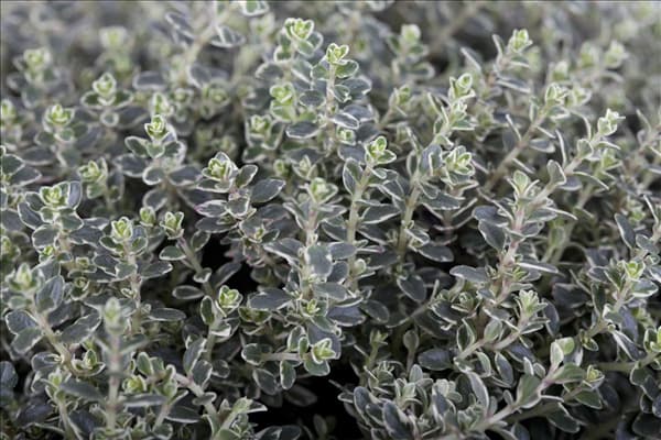 Thymus vulgaris 'Faustini'