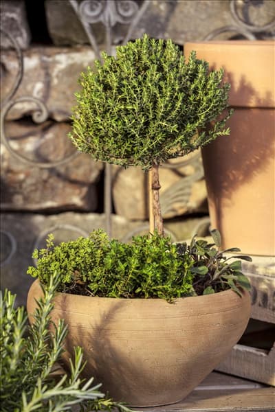 Thymus vulgaris 'Faustini'
