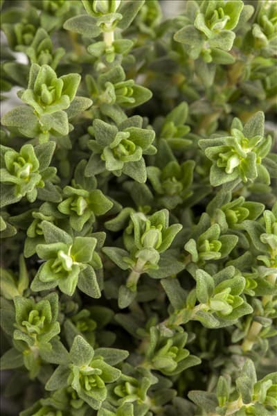 Thymus vulgaris 'Faustini'