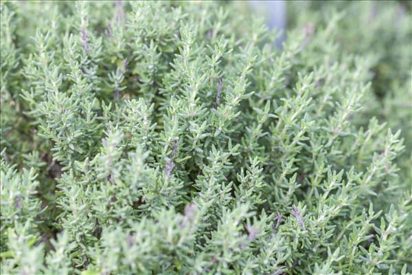 Thymus vulgaris 'Faustini'