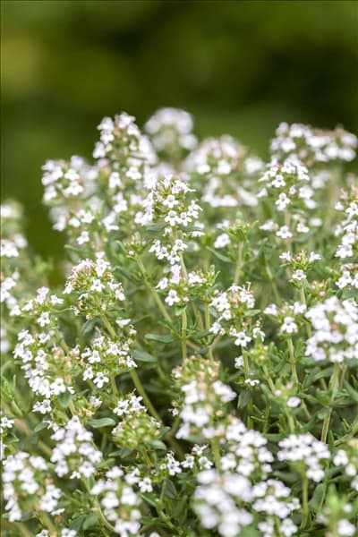 Thymus vulgaris 'Faustini'