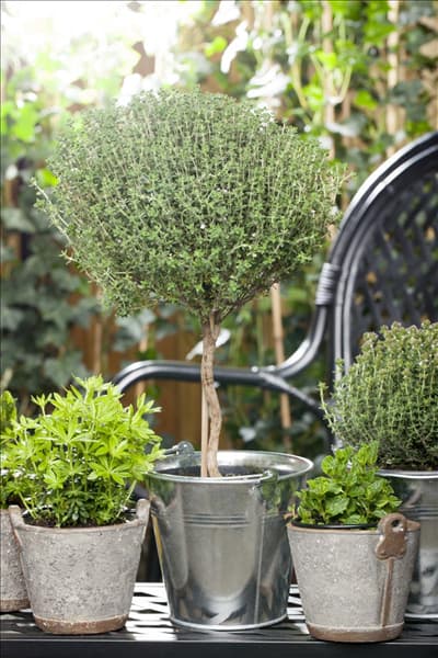 Thymus vulgaris 'Faustini'