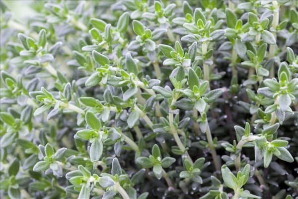 Thymus vulgaris