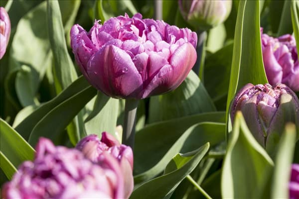 Tulipa 'Double Flag'