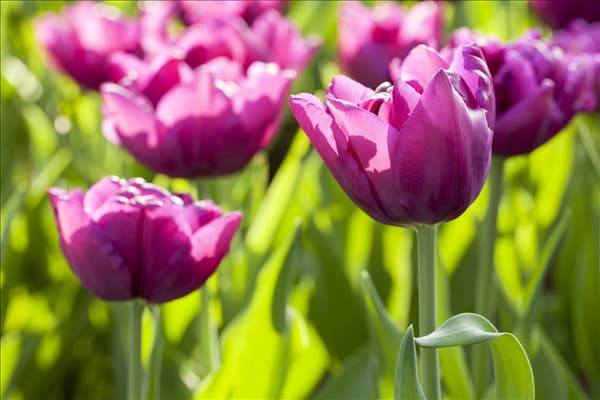 Tulipa 'Double Flag'